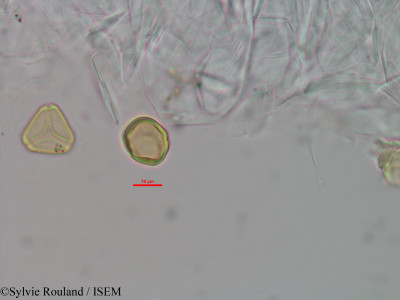 Eugenia micropoda - lame n° 3445