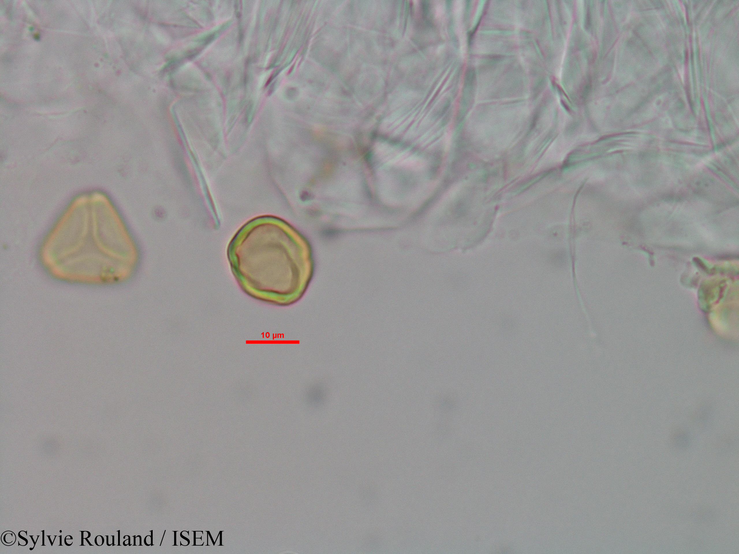 Sylvie.Rouland/Eugenia_micropoda_3445/Eugenia_micropoda_3445_0007(copy).jpg