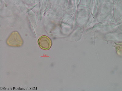Eugenia micropoda - lame n° 3445