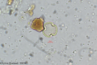 Sylvie.Rouland/Euodia_lunu-ankenda_5338/Euodia_lunu-ankenda_5338_0001(copy)_thumb.jpg