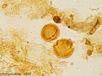 Euonymus indicus - lame n° 4900