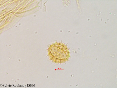 Eupatorium maculatum - lame n° 4843