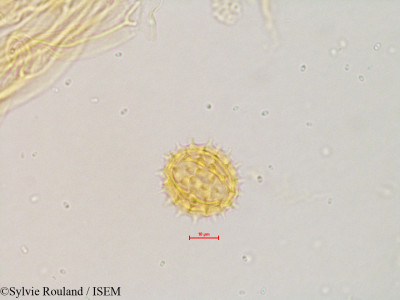 Eupatorium maculatum - lame n° 4843