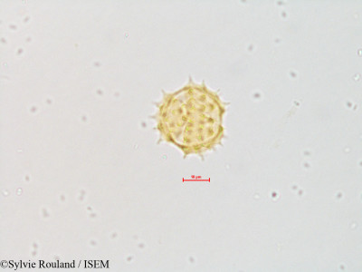 Eupatorium maculatum - lame n° 4843