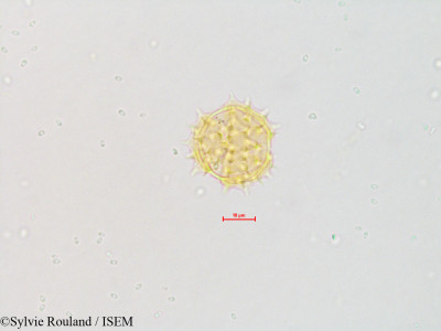 Eupatorium maculatum - lame n° 4843