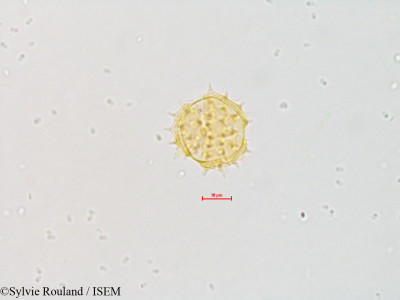 Eupatorium maculatum - lame n° 4843