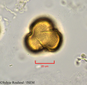 Euphorbia antso - lame n° 1903