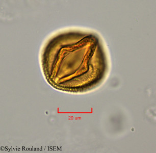 Euphorbia antso - lame n° 1903