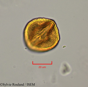 Euphorbia antso - lame n° 1903