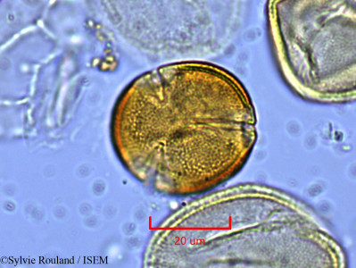 Euphorbia decorsei - lame n° 1927