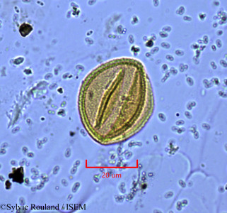 Euphorbia decorsei - lame n° 1927