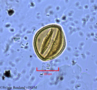 Euphorbia decorsei - lame n° 1927