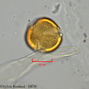 Euphorbia emirnensis - lame n° 1902