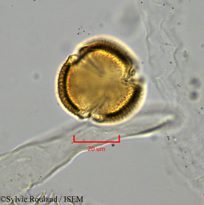 Euphorbia emirnensis - lame n° 1902