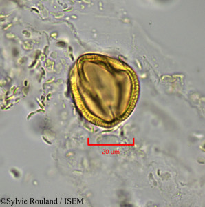 Euphorbia emirnensis - lame n° 1902