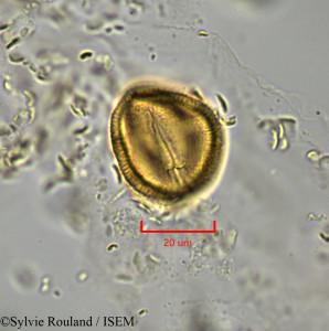 Euphorbia emirnensis - lame n° 1902