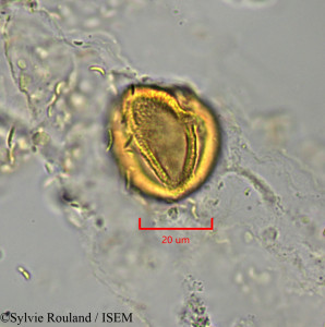 Euphorbia emirnensis - lame n° 1902