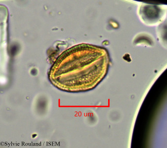 Euphorbia humbertii - lame n° 1901