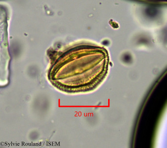 Euphorbia humbertii - lame n° 1901