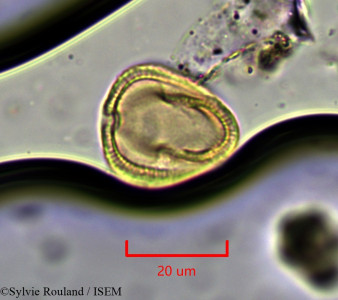 Euphorbia humbertii - lame n° 1901