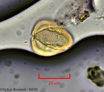 Euphorbia humbertii - lame n° 1901