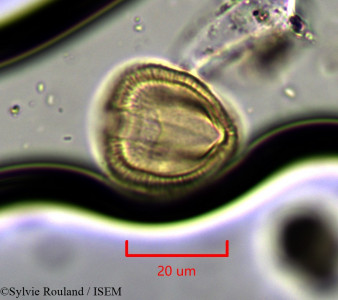 Euphorbia humbertii - lame n° 1901