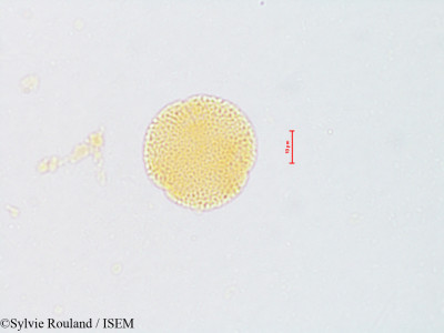 Euphorbia lignea - lame n° 4820
