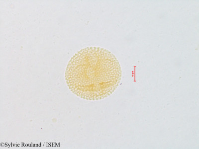 Euphorbia lignea - lame n° 4820