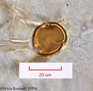 Euphorbia longana - lame n° 1509