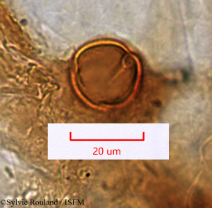 Euphorbia longana - lame n° 1509