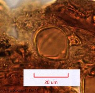 Euphorbia longana - lame n° 1509