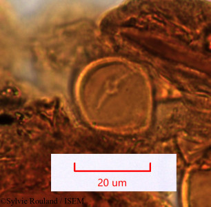 Euphorbia longana - lame n° 1509