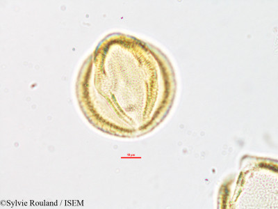 Euphorbia orthoclada - lame n° 1886