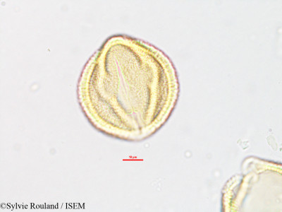 Euphorbia orthoclada - lame n° 1886