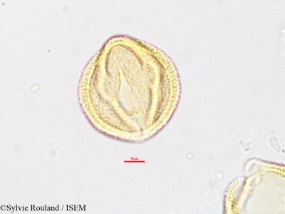 Euphorbia orthoclada - lame n° 1886