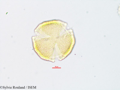 Euphorbia orthoclada - lame n° 1886