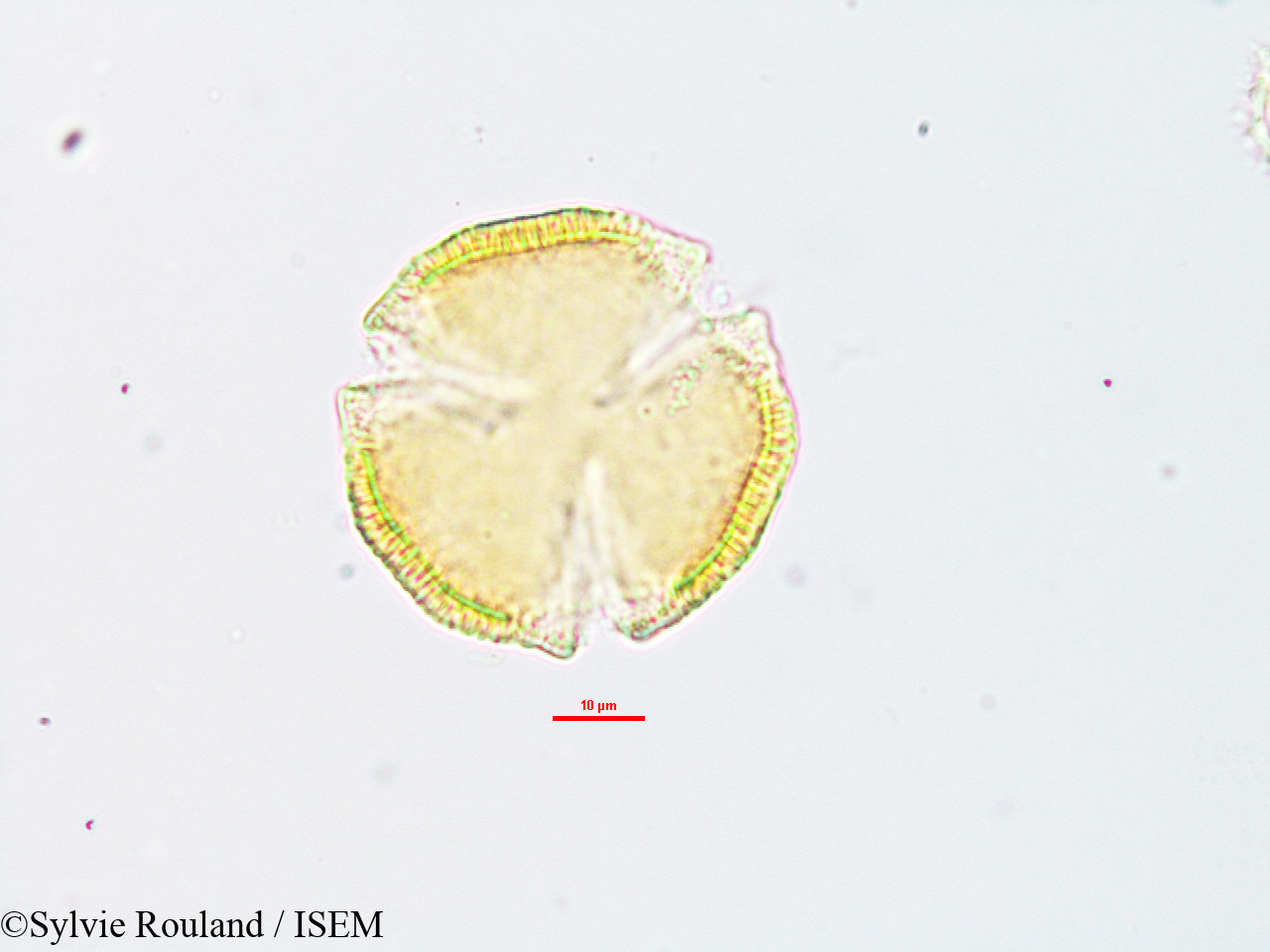Sylvie.Rouland/Euphorbia_orthoclada_1886/Euphorbia_orthoclada_1886_0006(copy).jpg