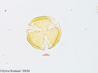 Euphorbia orthoclada - lame n° 1886