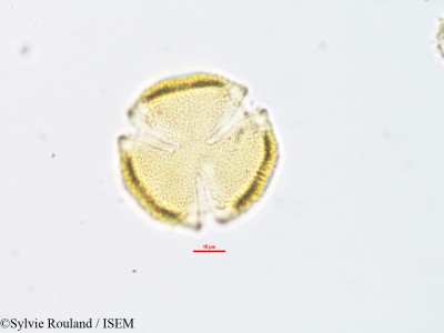 Euphorbia orthoclada - lame n° 1886