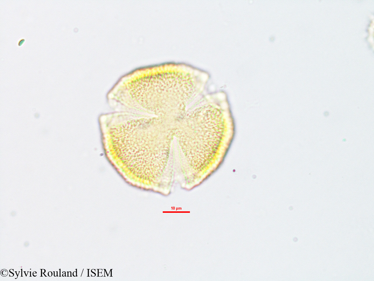 Sylvie.Rouland/Euphorbia_orthoclada_1886/Euphorbia_orthoclada_1886_0008(copy).jpg