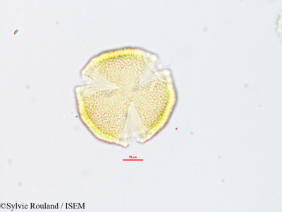Euphorbia orthoclada - lame n° 1886