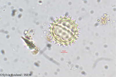 Sylvie.Rouland/Euryops_prostratus_5467/Euryops_prostratus_5467_0001(copy)_thumb.jpg