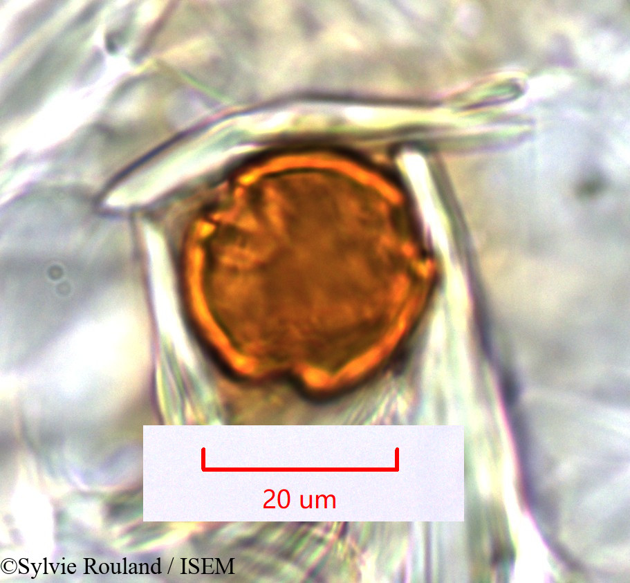 Sylvie.Rouland/Evonymus_elaeodendroides_1448/Evonymus_elaeodendroides_1448_0001(copy).jpg