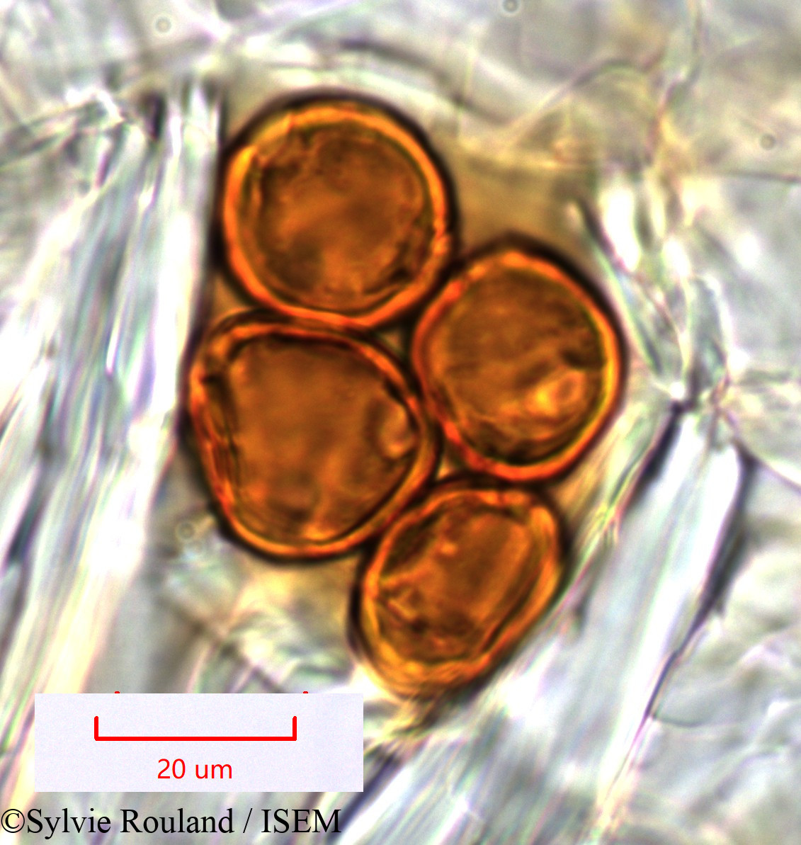 Sylvie.Rouland/Evonymus_elaeodendroides_1448/Evonymus_elaeodendroides_1448_0003(copy).jpg
