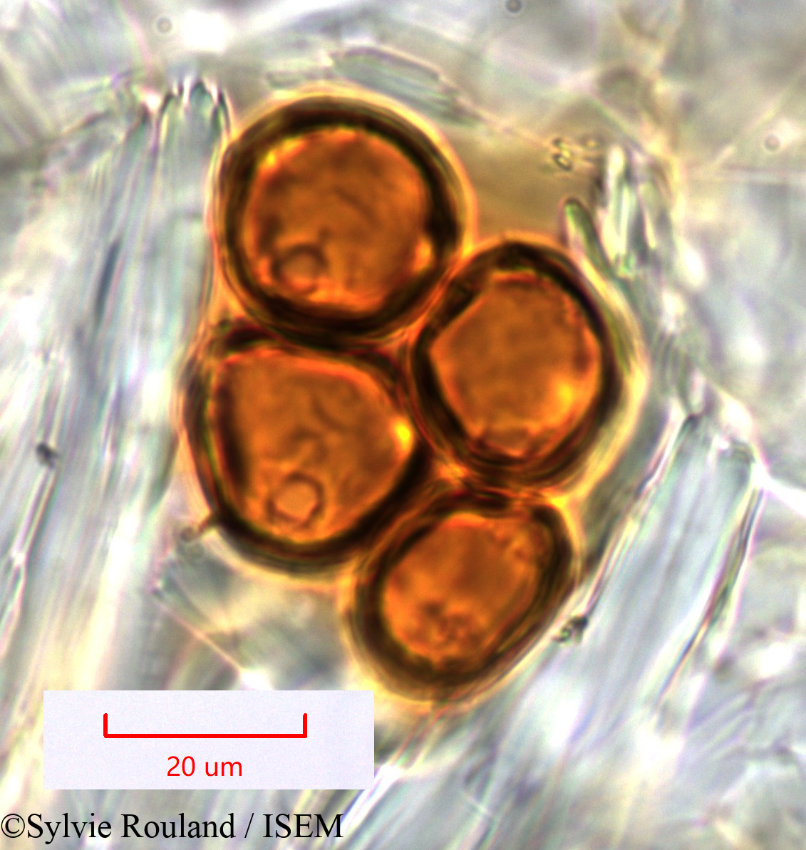 Sylvie.Rouland/Evonymus_elaeodendroides_1448/Evonymus_elaeodendroides_1448_0004(copy).jpg