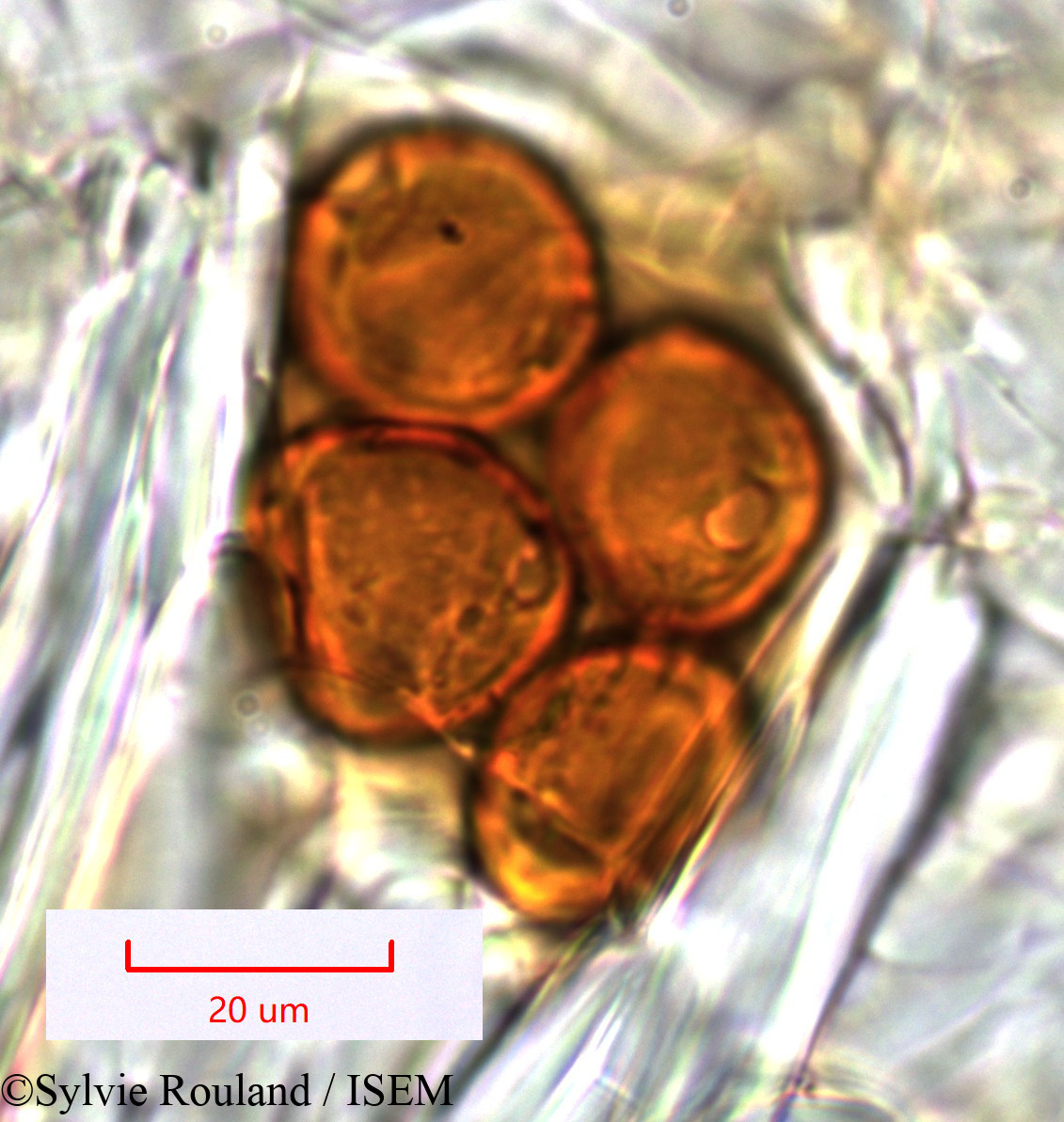 Sylvie.Rouland/Evonymus_elaeodendroides_1448/Evonymus_elaeodendroides_1448_0005(copy).jpg