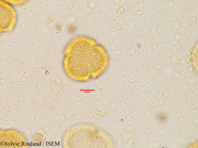 Exacum atropurpureum - lame n° 3908