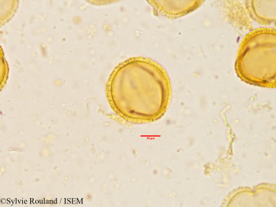 Exacum atropurpureum - lame n° 3908