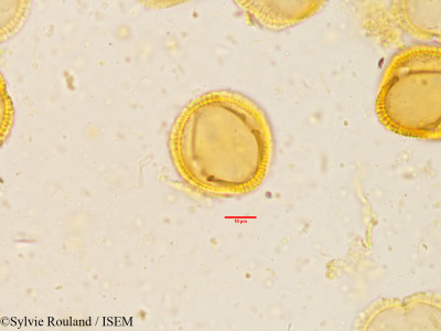 Exacum atropurpureum - lame n° 3908