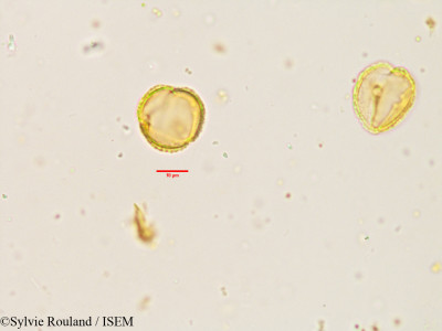 Sylvie.Rouland/Exacum_bicolor_3909/Exacum_bicolor_3909_0001(copy)_thumb.jpg